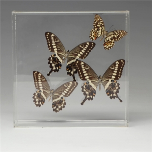 vetrina acrilica trasparente a farfalla 