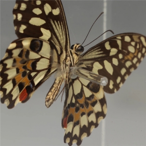 vetrina acrilica trasparente a farfalla 