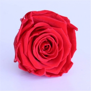  2021 .Hot Mothers Day Regali per sempre Gradi A Everlasting Preservate Rose Flower Flower Buds Head 