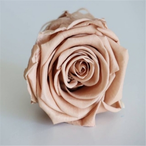 Testa di rosa del fiore conservata